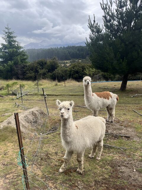Wanaka_2024_12_25_016.jpeg