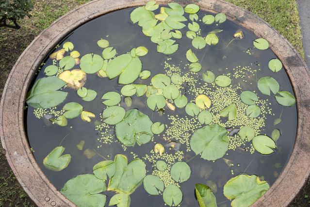 Thailand_2015_12_03_074.jpg