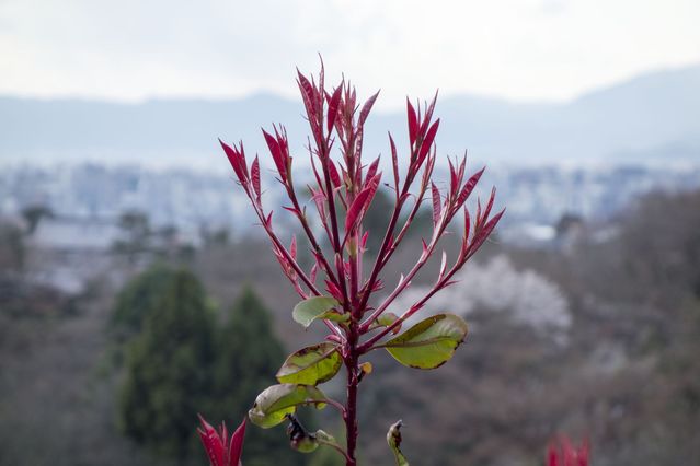 Kyoto_2016_03_28_019.jpg