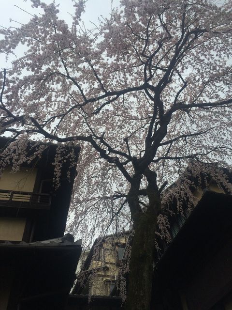 Kyoto_2016_03_28_087.JPG