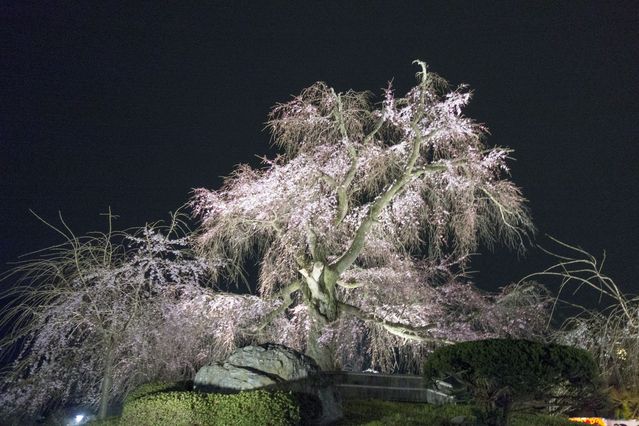 Yasaka_Shrine_2016_03_12_007.jpg