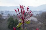 Kyoto_2016_03_28_019.jpg