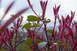 Kyoto_2016_03_28_021.jpg