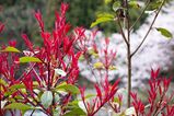 Kyoto_2016_03_28_023.jpg