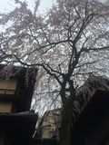 Kyoto_2016_03_28_087.JPG