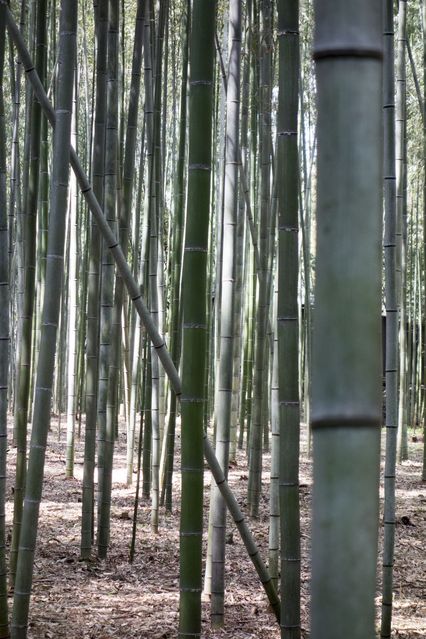 Arashiyama_2016_03_12_004.jpg