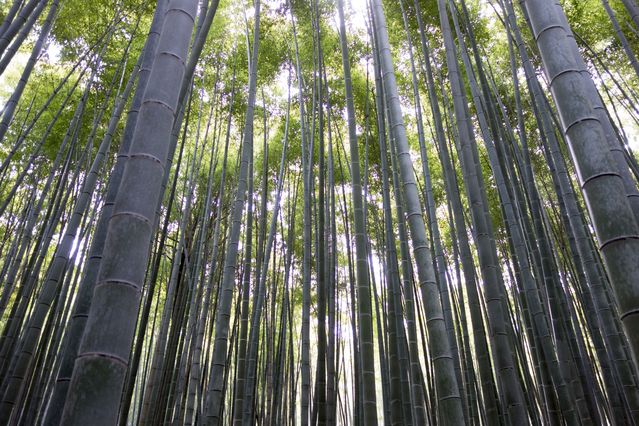 Arashiyama_2016_03_12_010.jpg