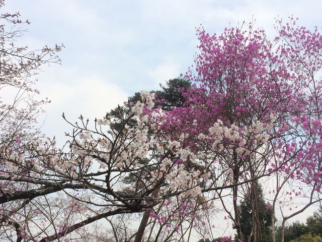 Arashiyama_2016_03_12_030.JPG