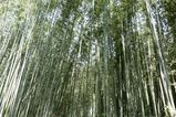 Arashiyama_2016_03_12_001.jpg