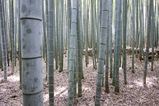 Arashiyama_2016_03_12_007.jpg