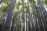 Arashiyama_2016_03_12_010.jpg