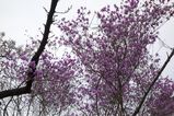 Arashiyama_2016_03_12_011.jpg