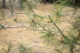 Arashiyama_2016_03_12_015.jpg