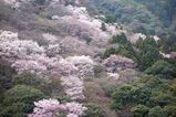 Arashiyama_2016_03_12_018.jpg