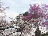 Arashiyama_2016_03_12_030.JPG