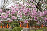 Rengeoin_Sanjusangen_2016_03_12_005.jpg