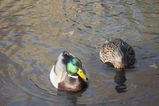 Central_Park___Times_Square_2004_11_13_020.jpg