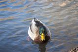 Central_Park___Times_Square_2004_11_13_022.jpg