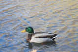 Central_Park___Times_Square_2004_11_13_023.jpg