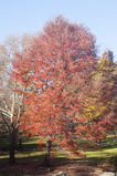 Central_Park___Times_Square_2004_11_13_028.jpg