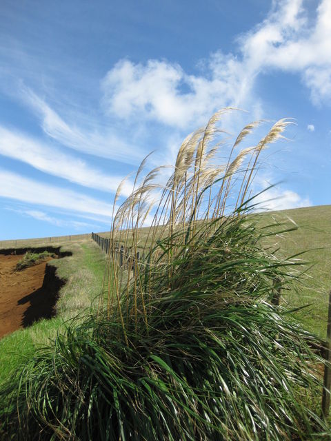 NZ_2009_03_02_016.JPG