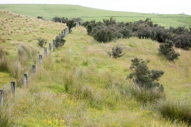 NZ_2016_01_15_034.jpg