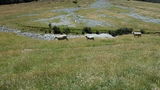 NZ_2016_01_01_049.JPG