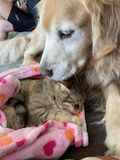 Filename=Pickle_2022_02_13_002.jpg
Filesize=2813KiB
Dimensions=3024x4032
Date added=Apr 04, 2022 Pickle_2022_02_13_002.jpg