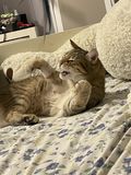 Filename=Pickle_2022_02_17_006.jpg
Filesize=1881KiB
Dimensions=3024x4032
Date added=Apr 04, 2022 Pickle_2022_02_17_006.jpg