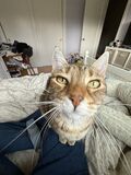 Filename=Pickle_2024_12_28_002.jpg
Filesize=1773KiB
Dimensions=3024x4032
Date added=Feb 06, 2025 Pickle_2024_12_28_002.jpg