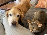 Filename=Ruby_2022_08_07_006.JPG
Filesize=8134KiB
Dimensions=4032x3024
Date added=Aug 08, 2022 Ruby_2022_08_07_006.JPG