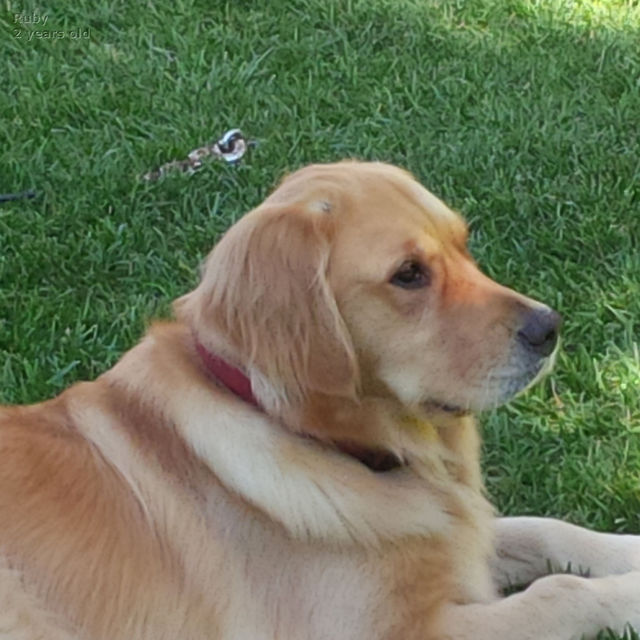 Ruby_2015_03_08_001.jpg
