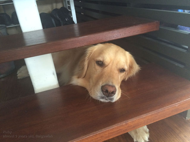 Ruby at home in Balgowlah
