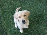 Ruby_2013_05_08_002.jpg