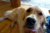 Filename=Ruby_2014_03_27_044.jpg
Filesize=7581KiB
Dimensions=2047x1365
Date added=Apr 10, 2014 Ruby_2014_03_27_044.jpg