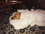 Filename=Ruby_2014_11_21_002.jpg
Filesize=3662KiB
Dimensions=2048x1536
Date added=Dec 04, 2014 Ruby_2014_11_21_002.jpg
