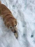 Filename=Ruby_2018_03_10_002.JPG
Filesize=1378KiB
Dimensions=1536x2048
Date added=Mar 30, 2018 Ruby_2018_03_10_002.JPG