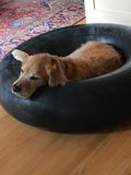 Filename=Ruby_2018_03_13_001.JPG
Filesize=1203KiB
Dimensions=1536x2048
Date added=Mar 30, 2018 Ruby_2018_03_13_001.JPG