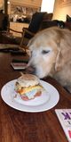 Filename=Ruby_2020_06_12_001.jpg
Filesize=199KiB
Dimensions=805x1600
Date added=Aug 31, 2020 Ruby_2020_06_12_001.jpg