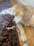 Filename=Ruby_2021_03_07_001.jpg
Filesize=2728KiB
Dimensions=1536x2048
Date added=Jun 30, 2021 Ruby_2021_03_07_001.jpg