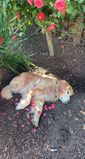 Filename=Ruby_2021_03_07_002.JPG
Filesize=577KiB
Dimensions=960x1792
Date added=Jun 30, 2021 Ruby_2021_03_07_002.JPG