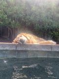 Ruby_2021_08_01_001.jpg