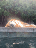 Ruby_2021_08_01_002.GIF