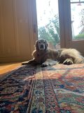 Ruby_2021_08_18_001.jpg