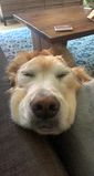 Ruby_2021_09_06_002.JPG