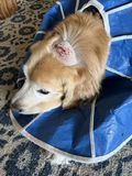 Ruby_2021_10_07_001.jpg