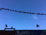 Filename=SF_2016_10_10_001.JPG
Filesize=1233KiB
Dimensions=2048x1536
Date added=May 13, 2017 SF_2016_10_10_001.JPG
