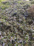 Filename=SF_2017_04_12_001.JPG
Filesize=6429KiB
Dimensions=1536x2048
Date added=May 13, 2017 SF_2017_04_12_001.JPG