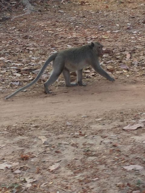 Angkor_Thom_2016_03_10_011.JPG