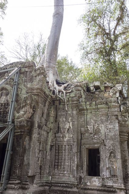 Ta_Prohm_2016_03_10_025.jpg